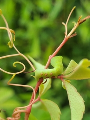 Eumorpha pandorus