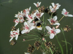 Eristalis oestracea