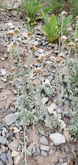Antennaria