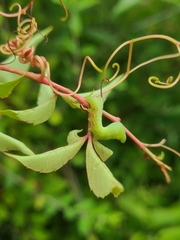 Eumorpha pandorus