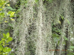 Tillandsia usneoides