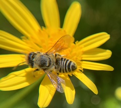 Eutricharaea