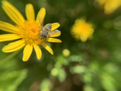 Eutricharaea