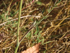 Chorthippus apricarius