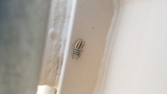 Phidippus californicus