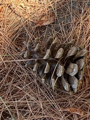 Pinus