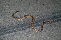 Crotalus oreganus helleri