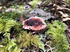 Rhodofomes cajanderi