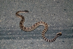 Crotalus oreganus helleri