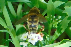Polydontomyia curvipes