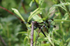 Libellula pulchella