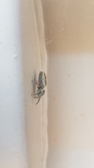 Phidippus californicus