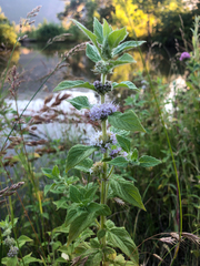 Mentha canadensis