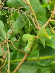 Eumorpha pandorus