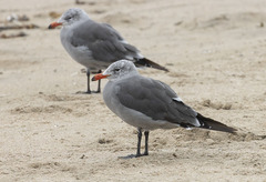Larus heermanni