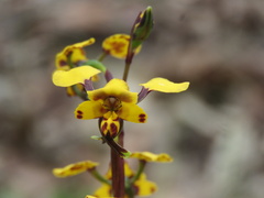 Diuris maculata