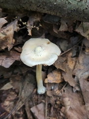 Inocybe velicopia