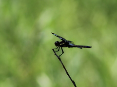 Libellula pulchella