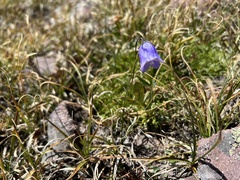 Campanula rotundifolia