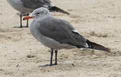 Larus heermanni