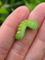 Eumorpha pandorus