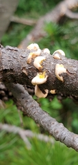 Cronartium ribicola