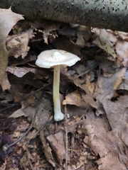 Inocybe velicopia