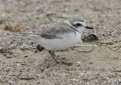 Charadrius nivosus