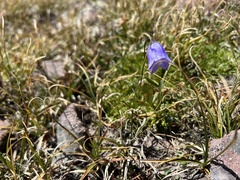 Campanula rotundifolia