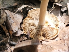 Inocybe velicopia