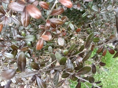 Corokia