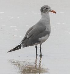 Larus heermanni