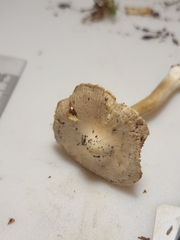 Inocybe velicopia