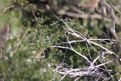 Phylidonyris novaehollandiae