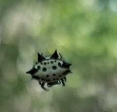 Gasteracantha cancriformis