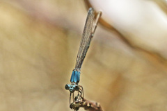 Argia apicalis