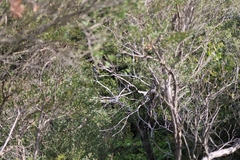 Phylidonyris novaehollandiae