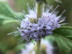 Mentha canadensis