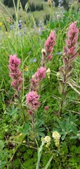 Castilleja parviflora