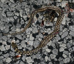 Thamnophis marcianus