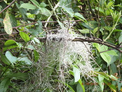 Tillandsia usneoides