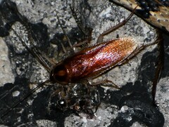 Ischnoptera bilunata