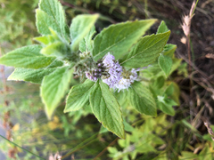 Mentha canadensis