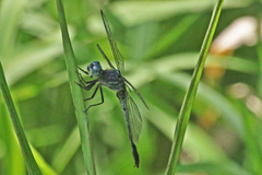 Cannaphila insularis