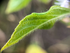 Mentha canadensis