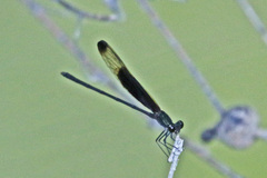 Hetaerina titia