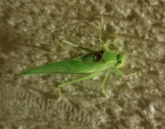 Microcentrum retinerve