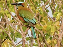 Eumomota superciliosa