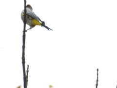 Ptiliogonys cinereus