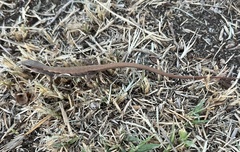 Elgaria multicarinata